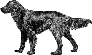 tegning